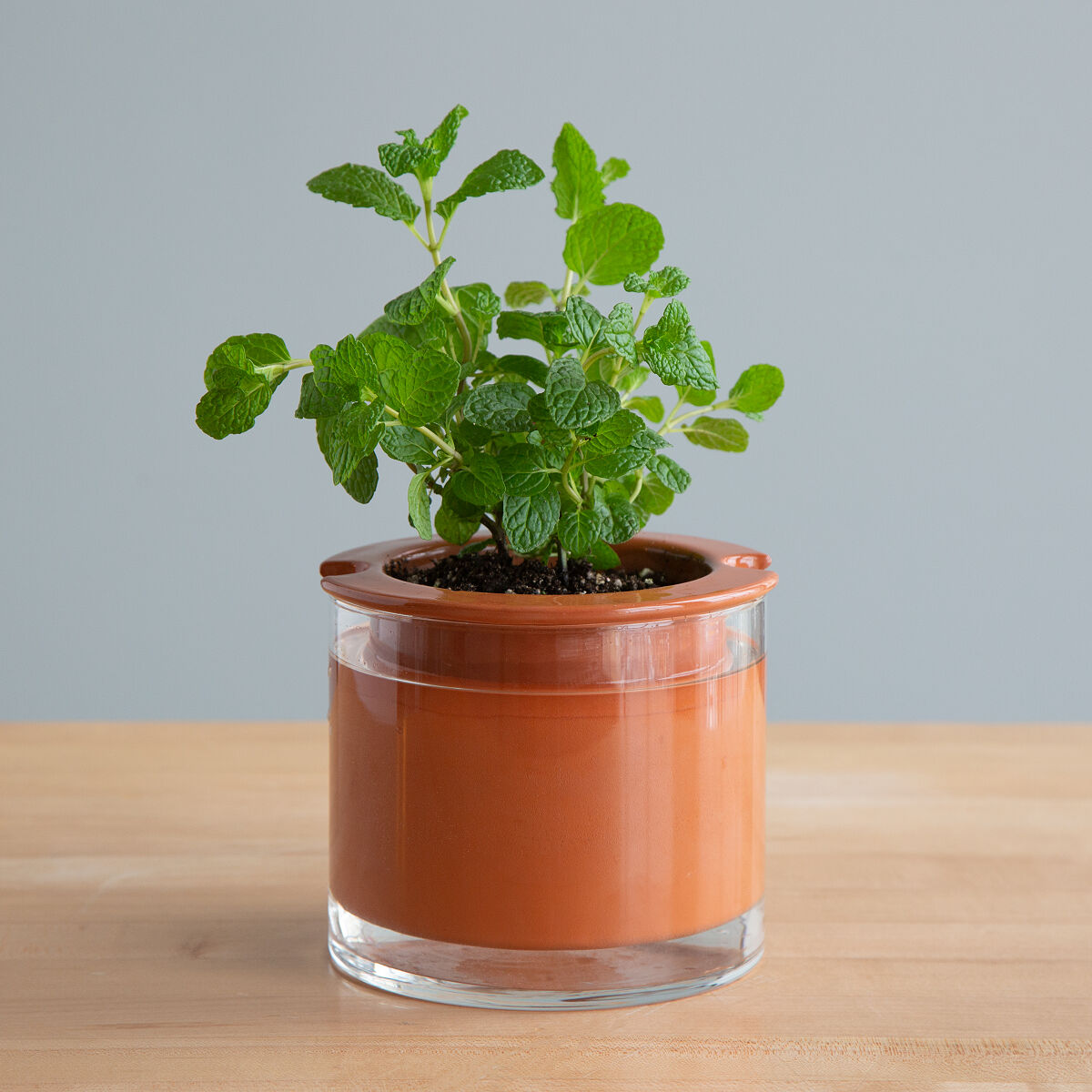 perfectly-watered-plant-pot-self-watering-planter-uncommongoods