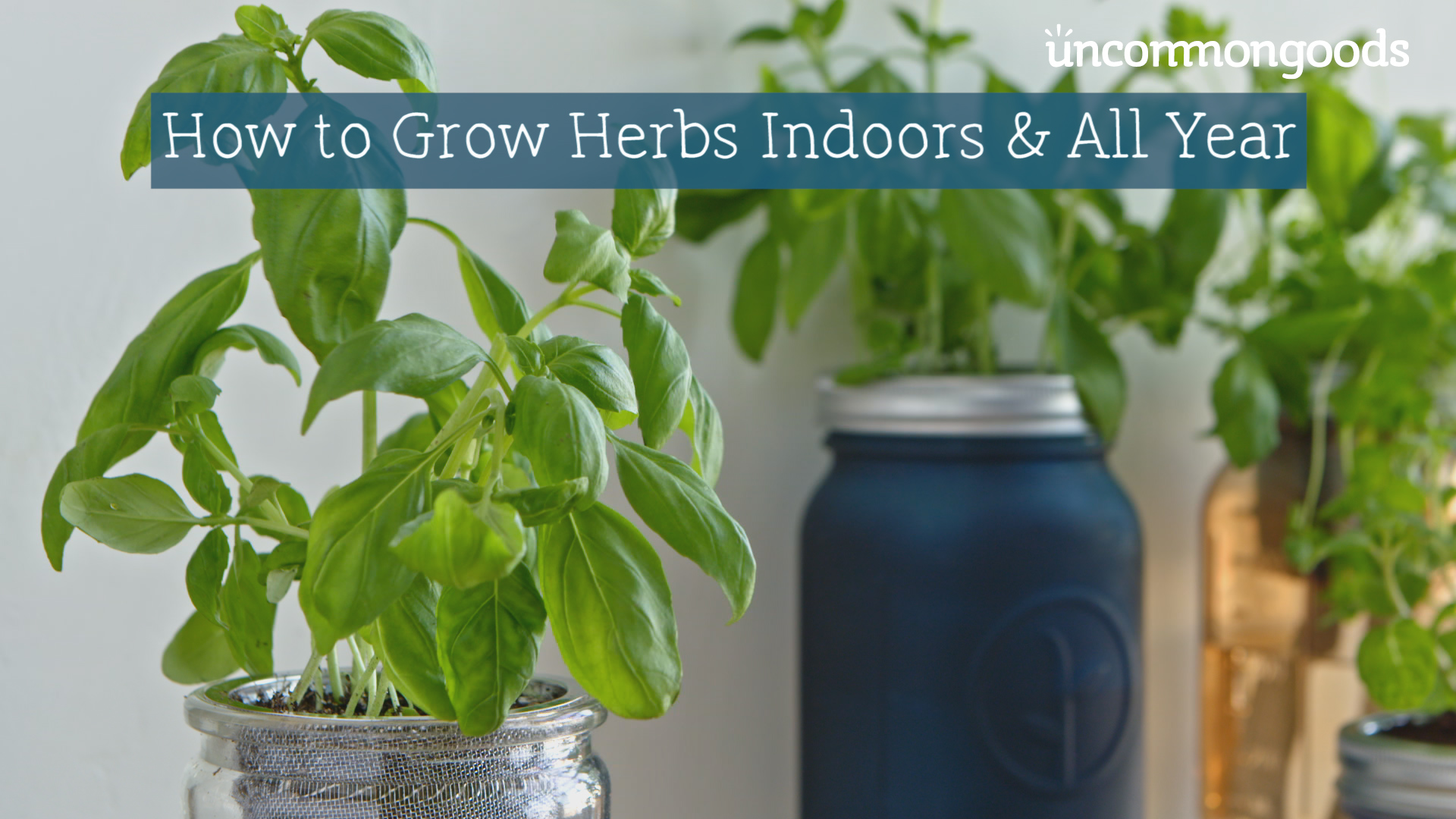 video-how-to-grow-herbs-indoors-all-year-the-goods