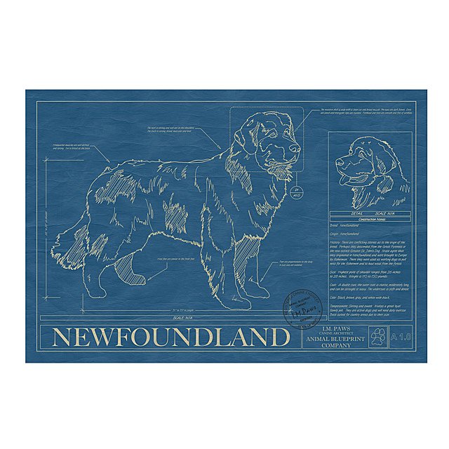 NEWFOUNDLAND Blueprint, Dog Art, Mid-Century Art, Dog Lover Gift, outlet Museum Quality Print, Unique Gift, Personalization Available