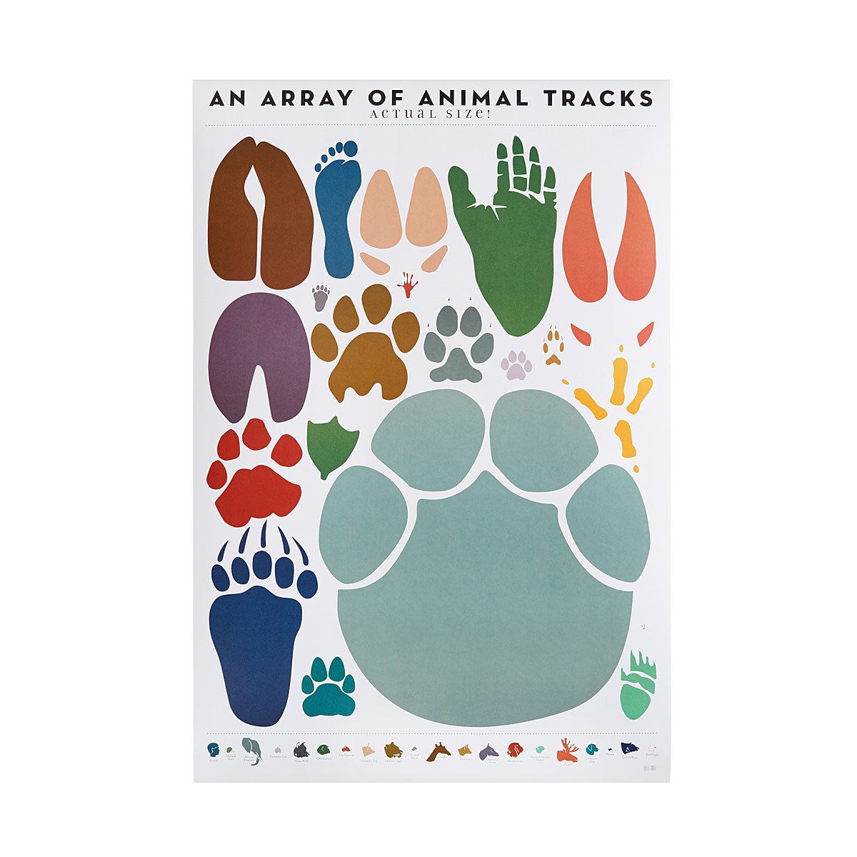 Animal Tracks Chart Animal Footprints UncommonGoods