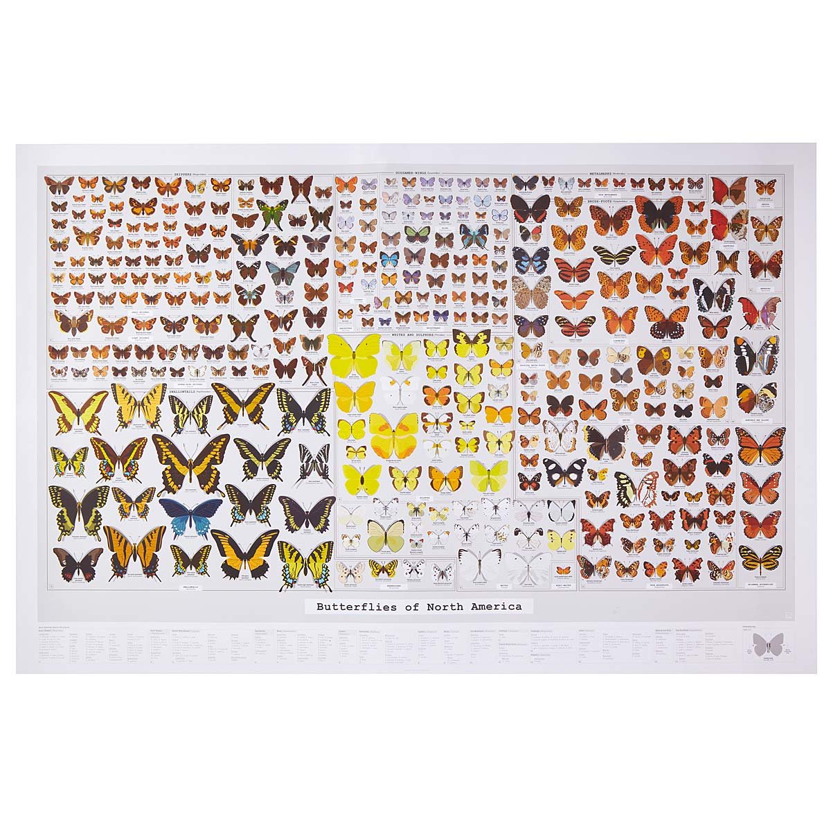 Butterflies of North America | Butterfly Poster, Butterfly Art ...