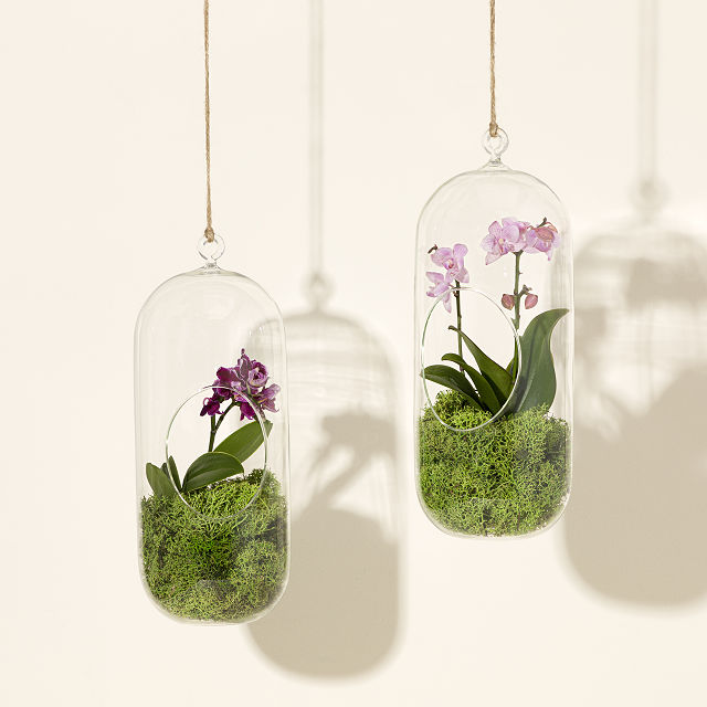 Hanging Orchid Terrarium