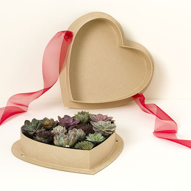 Sweetheart Box of Succulents