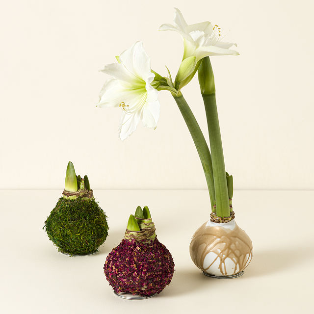 Artisan Waxed Amaryllis Bulb