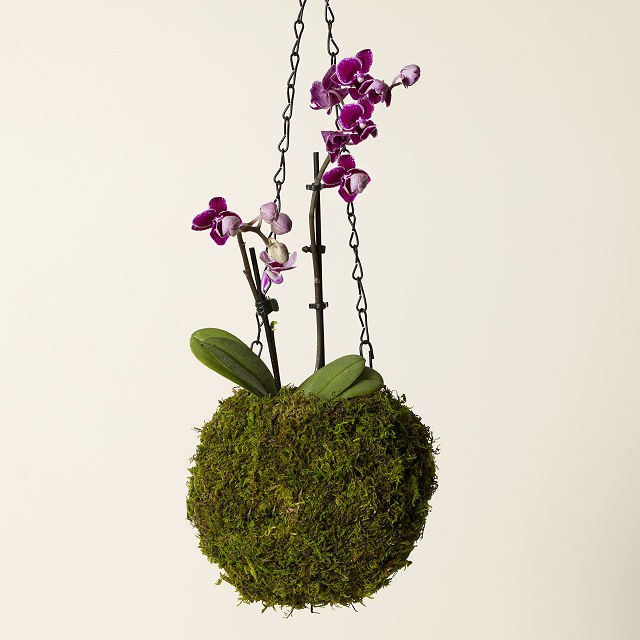 Hanging Orchid in Moss Covered Vase